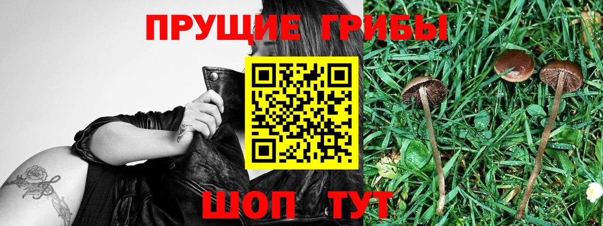 Псилоцибиновые грибы мицелий  купить  цена  Волгоград  Вход с VPN 